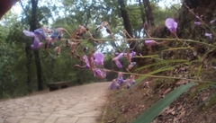 Desmodium psilophyllum