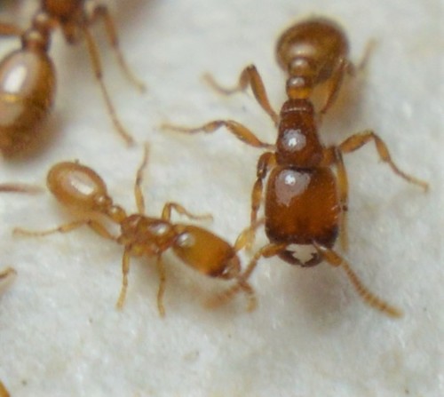 Neivamyrmex punctaticepsNeivamyrmex punctaticeps