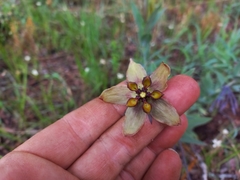Gomphocarpus praticola