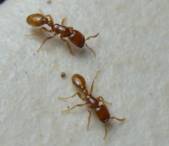 Neivamyrmex punctaticeps