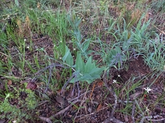 Gomphocarpus praticola