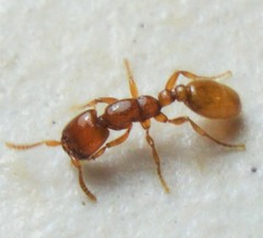 Neivamyrmex punctaticeps