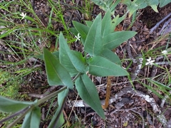 Gomphocarpus praticola
