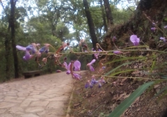 Desmodium psilophyllum