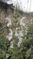 Salvia palaestina