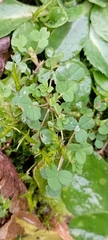 Trifolium dubium