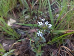 Pentanisia schweinfurthii