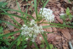 Asclepias angustifolia
