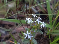 Pentanisia schweinfurthii