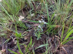 Pentanisia schweinfurthii