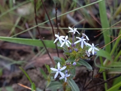 Pentanisia schweinfurthii