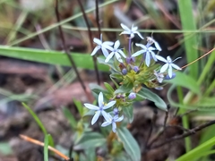 Pentanisia schweinfurthii