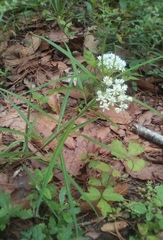 Asclepias angustifolia