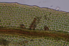 Fissidens gracilifolius