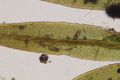 Fissidens gracilifolius