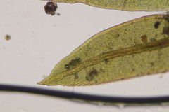 Fissidens gracilifolius