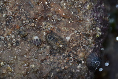 Acanthochitona crinita