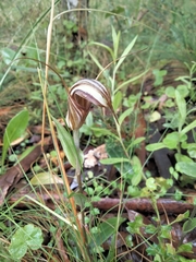 Pterostylis coccina