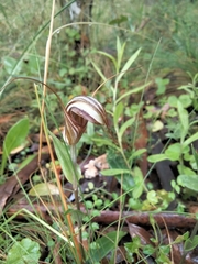 Pterostylis coccina