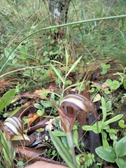 Pterostylis coccina