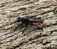 Andrenosomatini