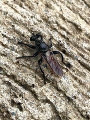 Andrenosomatini