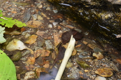 Anablepsoides hartii