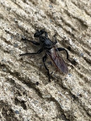 Andrenosomatini