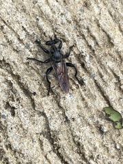Andrenosomatini