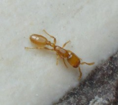 Neivamyrmex punctaticeps