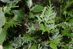Cissia terrestris
