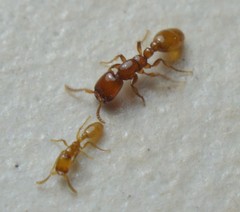 Neivamyrmex punctaticeps