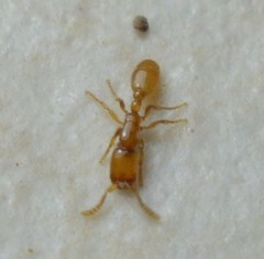 Neivamyrmex punctaticeps