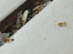 Neivamyrmex punctaticeps