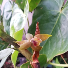 Epidendreae