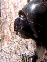 Uroxys coarctatus