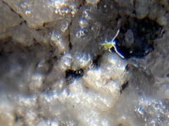 Eupodina