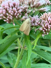 Arenostola phragmitidis