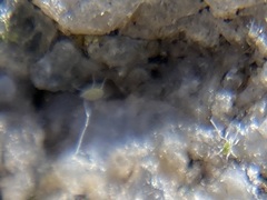 Eupodina