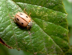 Mulsantina mexicana
