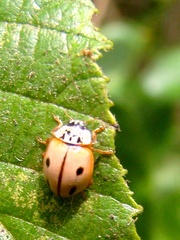 Mulsantina mexicana