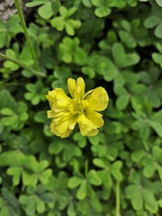 Oxalis pes-caprae image