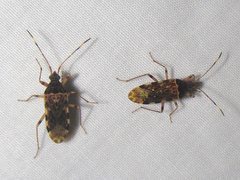 Balboa variabilis