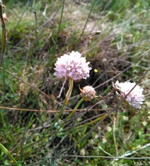 Armeria arenaria