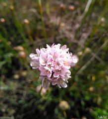 Armeria arenaria