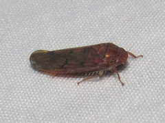 Polana