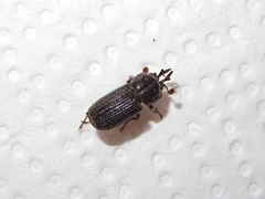 Syndesus cornutus