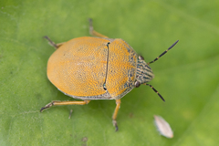 Orsilochides leucoptera