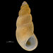 Onoba semicostata - Photo (c) Hans Hillewaert, algunos derechos reservados (CC BY-NC-ND)