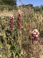 Castilleja exserta latifolia